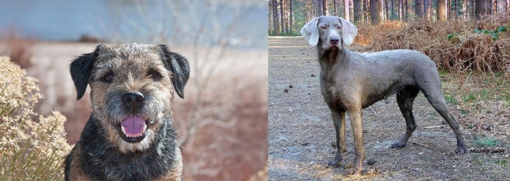Slovensky Hrubosrsty Stavac vs Border Terrier - Breed Comparison