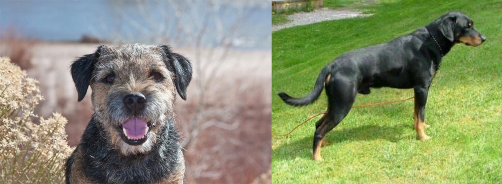 Smalandsstovare vs Border Terrier - Breed Comparison