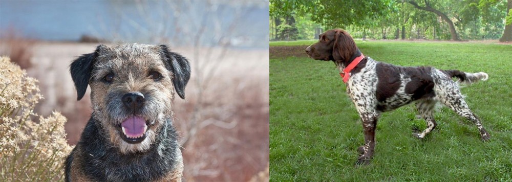 Small Munsterlander vs Border Terrier - Breed Comparison