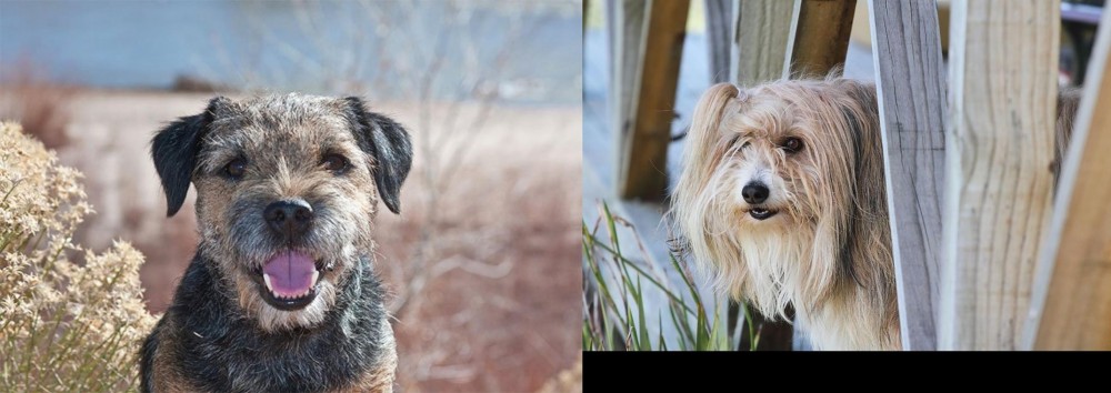 Smithfield vs Border Terrier - Breed Comparison
