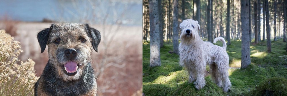 Soft-Coated Wheaten Terrier vs Border Terrier - Breed Comparison