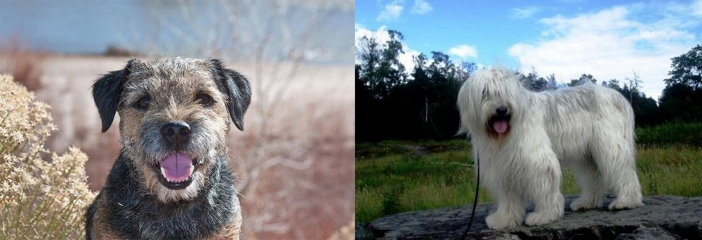 South Russian Ovcharka vs Border Terrier - Breed Comparison