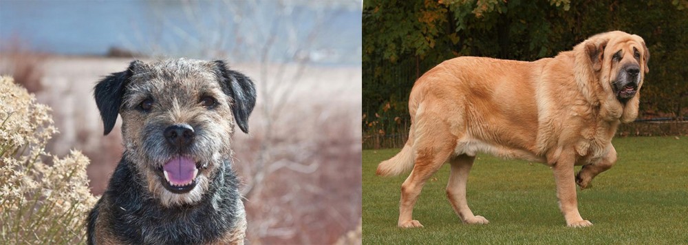Spanish Mastiff vs Border Terrier - Breed Comparison
