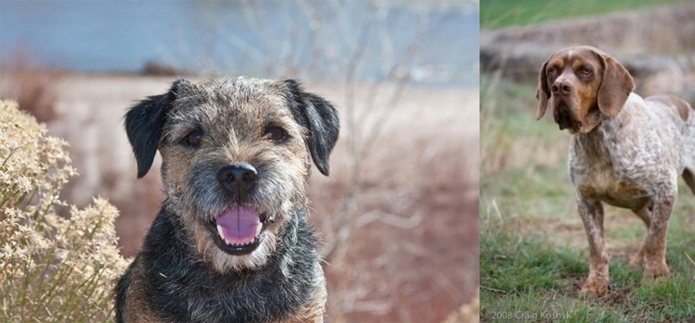 Spanish Pointer vs Border Terrier - Breed Comparison