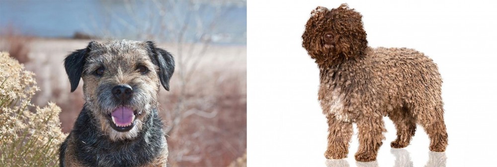Spanish Water Dog vs Border Terrier - Breed Comparison