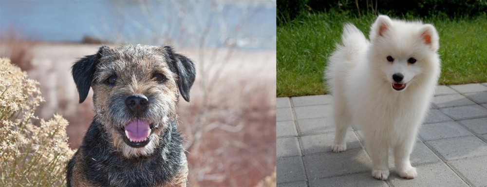 Spitz vs Border Terrier - Breed Comparison