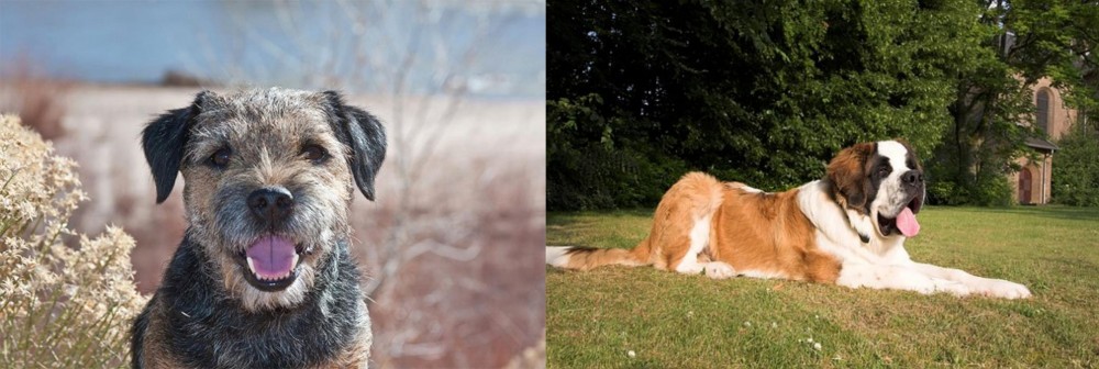 St. Bernard vs Border Terrier - Breed Comparison