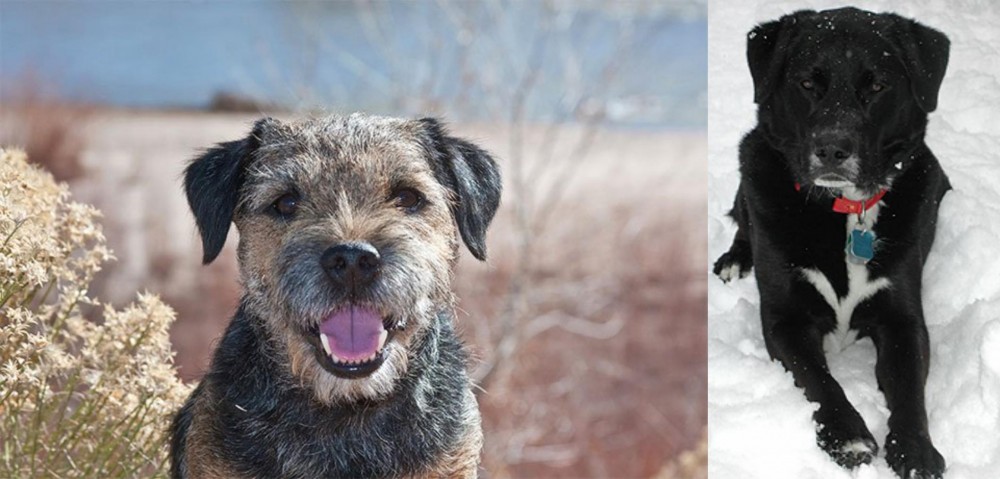 St. John's Water Dog vs Border Terrier - Breed Comparison