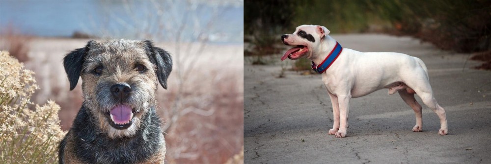 Staffordshire Bull Terrier vs Border Terrier - Breed Comparison