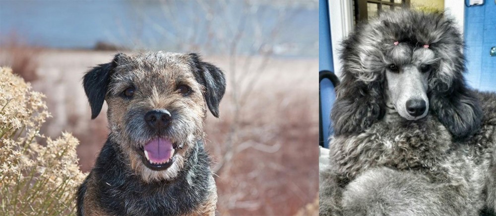 Standard Poodle vs Border Terrier - Breed Comparison