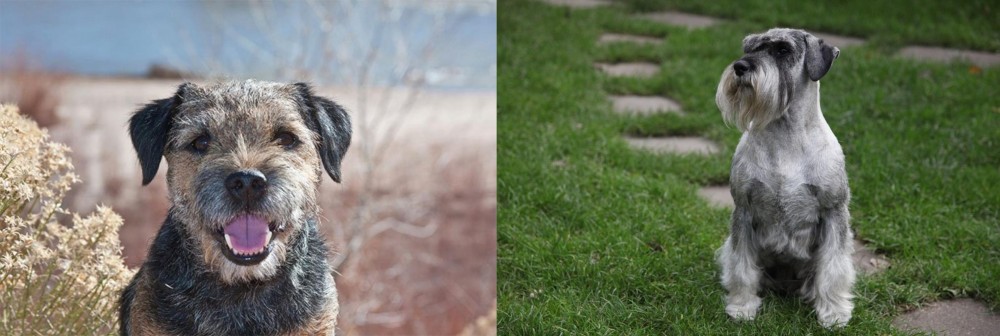 Standard Schnauzer vs Border Terrier - Breed Comparison