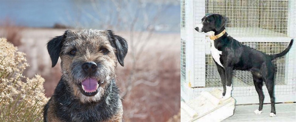 Stephens Stock vs Border Terrier - Breed Comparison