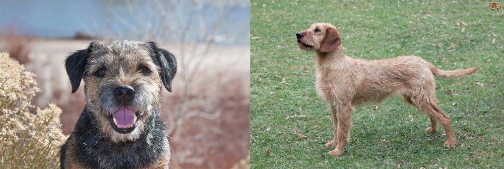 Styrian Coarse Haired Hound vs Border Terrier - Breed Comparison