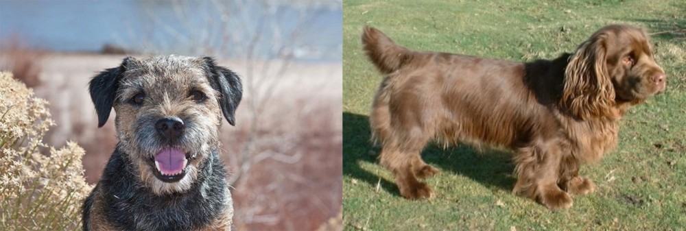 Sussex Spaniel vs Border Terrier - Breed Comparison