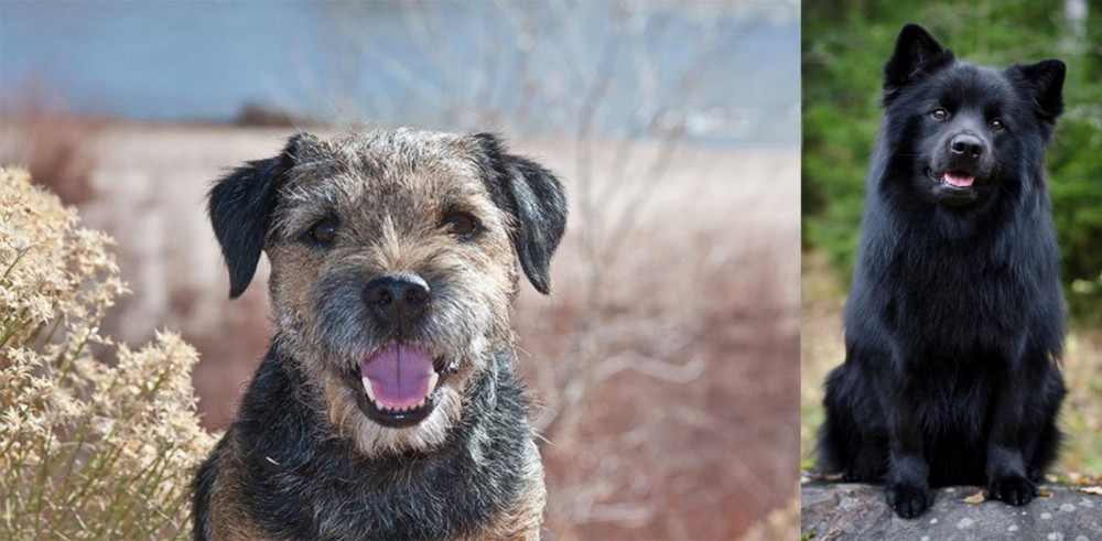 Swedish Lapphund vs Border Terrier - Breed Comparison