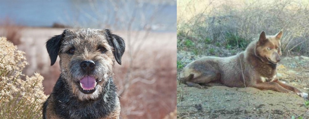 Tahltan Bear Dog vs Border Terrier - Breed Comparison