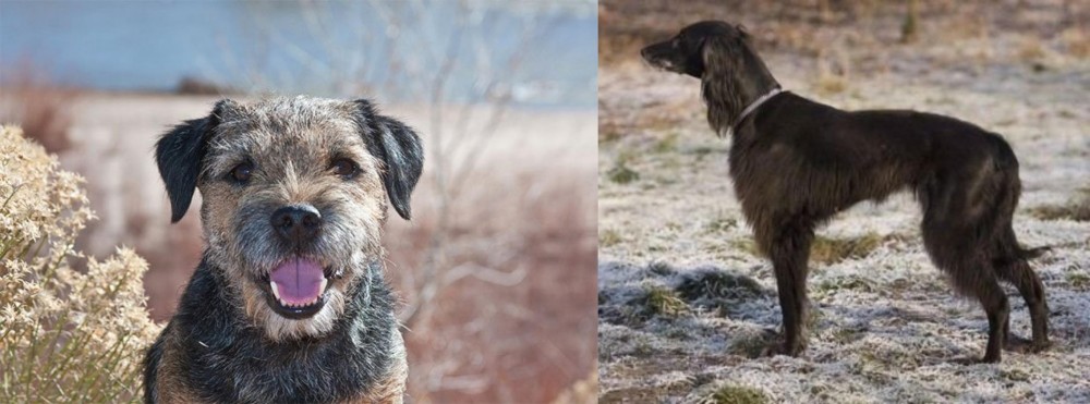 Taigan vs Border Terrier - Breed Comparison