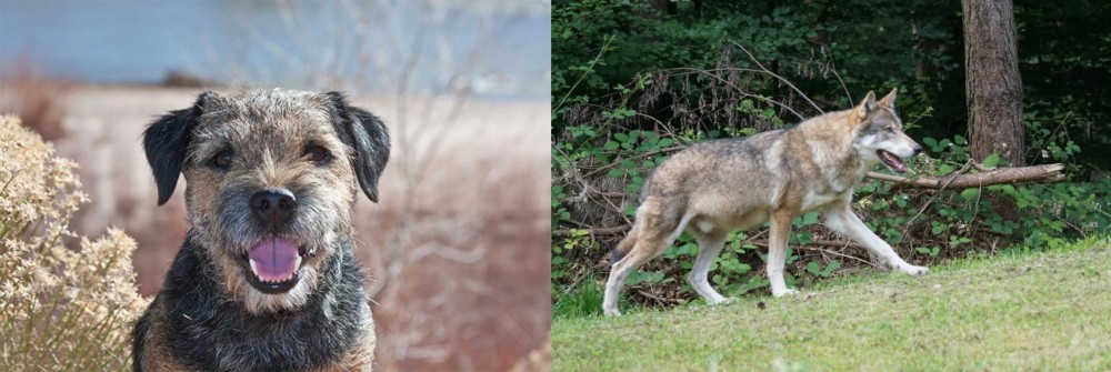 Tamaskan vs Border Terrier - Breed Comparison