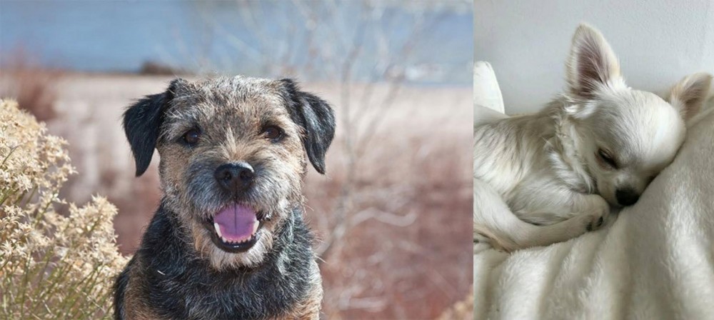 Tea Cup Chihuahua vs Border Terrier - Breed Comparison