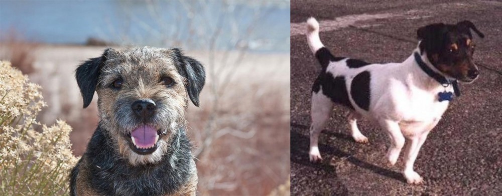 Teddy Roosevelt Terrier vs Border Terrier - Breed Comparison