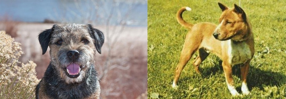 Telomian vs Border Terrier - Breed Comparison