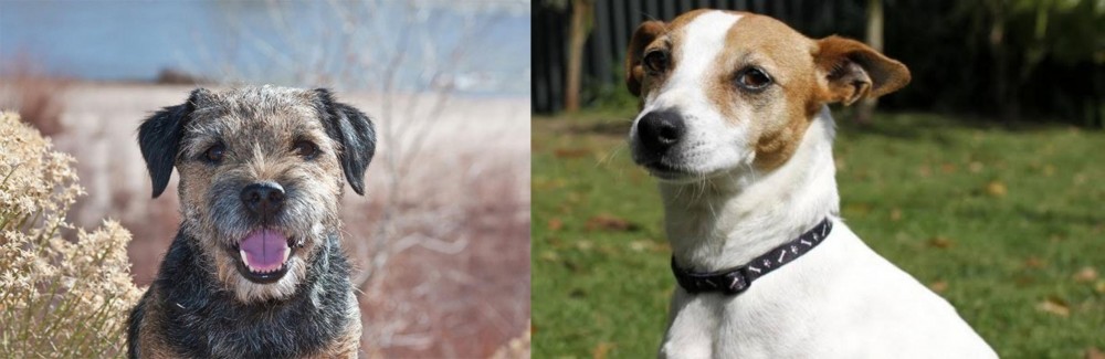 Tenterfield Terrier vs Border Terrier - Breed Comparison
