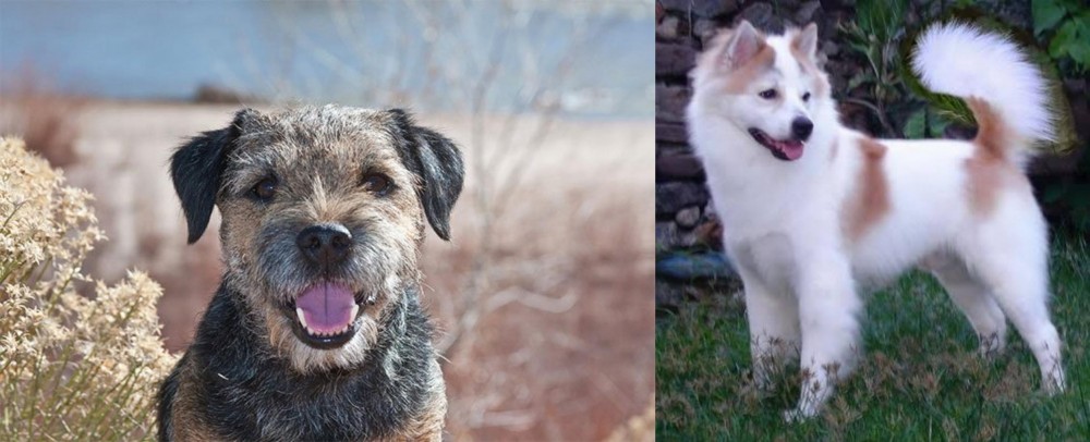 Thai Bangkaew vs Border Terrier - Breed Comparison