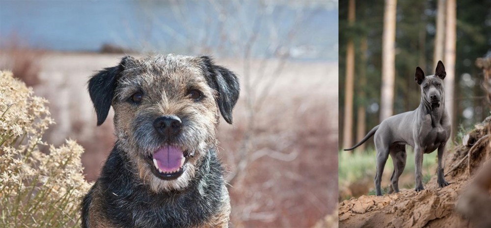 Thai Ridgeback vs Border Terrier - Breed Comparison