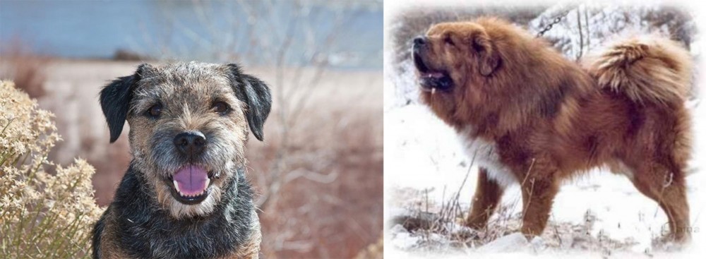 Tibetan Kyi Apso vs Border Terrier - Breed Comparison