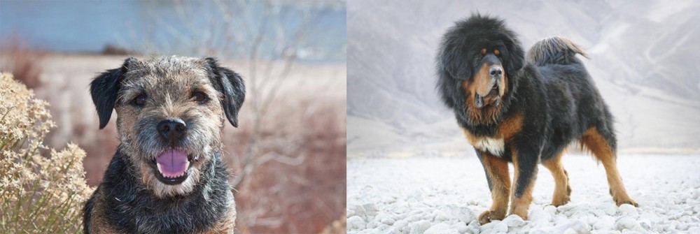 Tibetan Mastiff vs Border Terrier - Breed Comparison