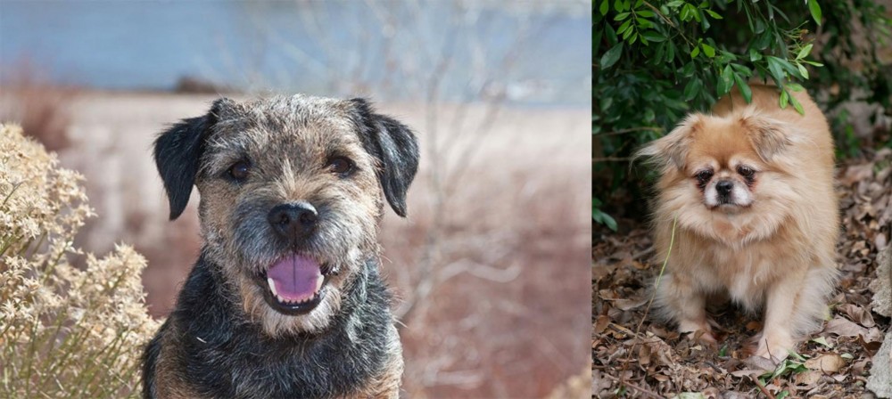Tibetan Spaniel vs Border Terrier - Breed Comparison