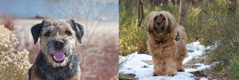 Tibetan Terrier vs Border Terrier - Breed Comparison