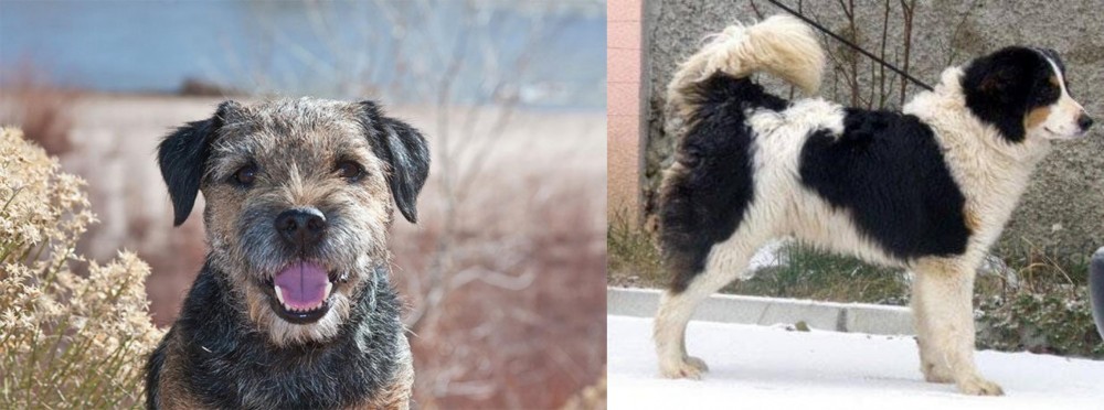 Tornjak vs Border Terrier - Breed Comparison
