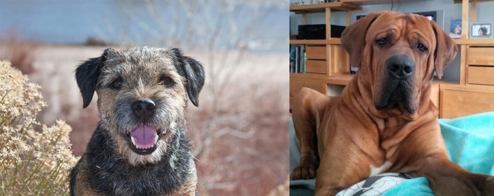 Tosa vs Border Terrier - Breed Comparison