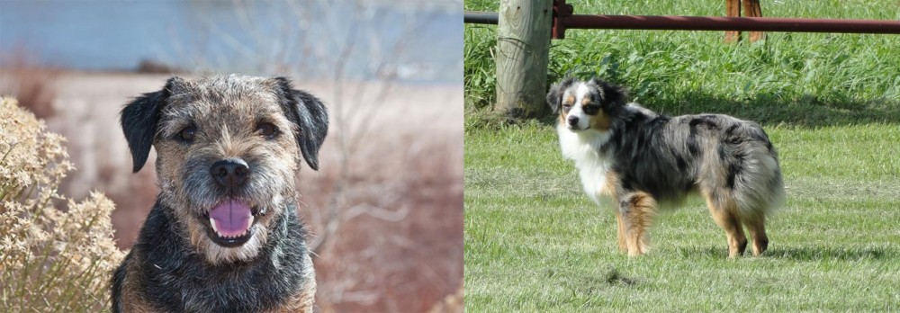 Toy Australian Shepherd vs Border Terrier - Breed Comparison