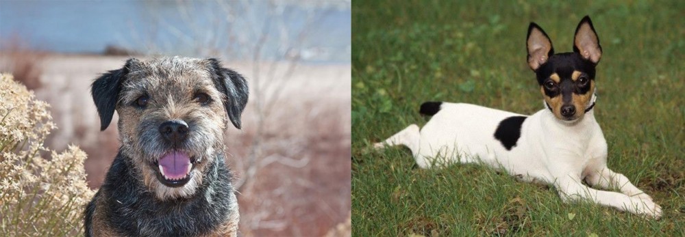 Toy Fox Terrier vs Border Terrier - Breed Comparison