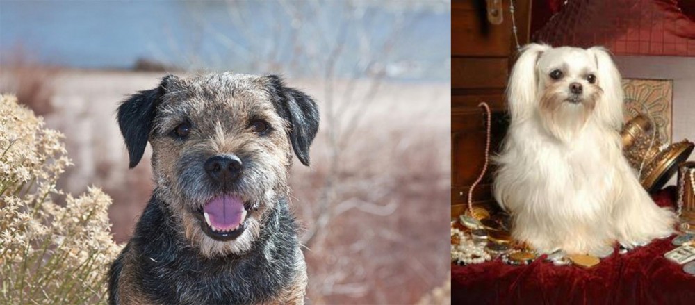 Toy Mi-Ki vs Border Terrier - Breed Comparison