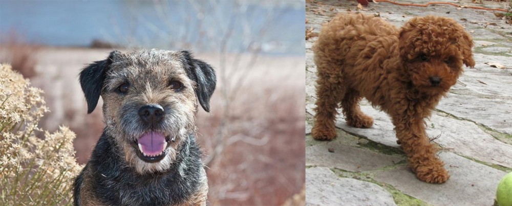 Toy Poodle vs Border Terrier - Breed Comparison