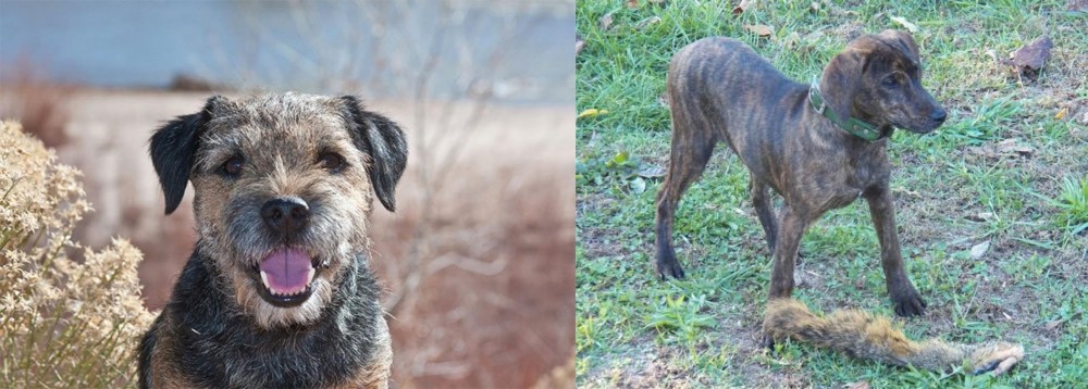 Treeing Cur vs Border Terrier - Breed Comparison