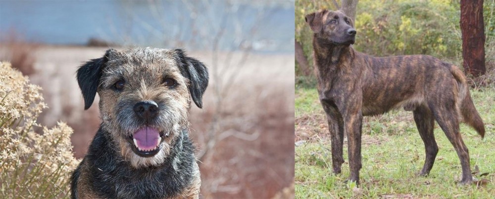 Treeing Tennessee Brindle vs Border Terrier - Breed Comparison