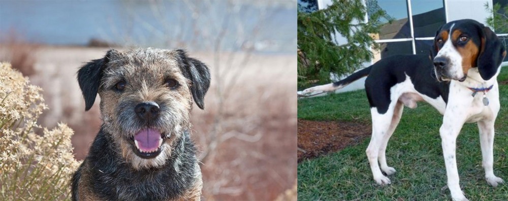Treeing Walker Coonhound vs Border Terrier - Breed Comparison