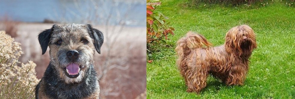 Tsvetnaya Bolonka vs Border Terrier - Breed Comparison