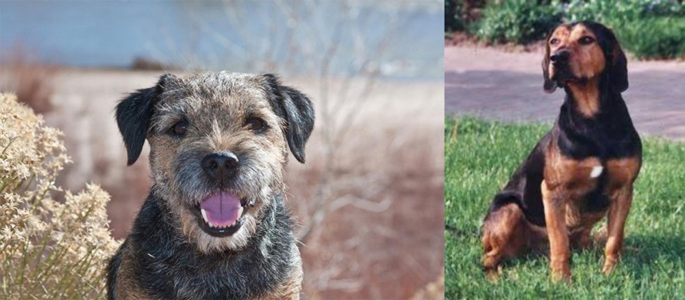 Tyrolean Hound vs Border Terrier - Breed Comparison
