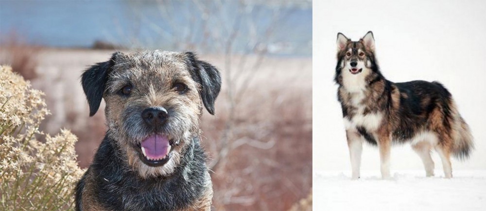 Utonagan vs Border Terrier - Breed Comparison