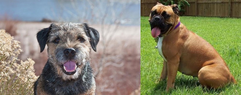 Valley Bulldog vs Border Terrier - Breed Comparison