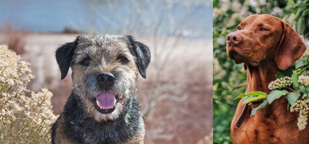 Vizsla vs Border Terrier - Breed Comparison
