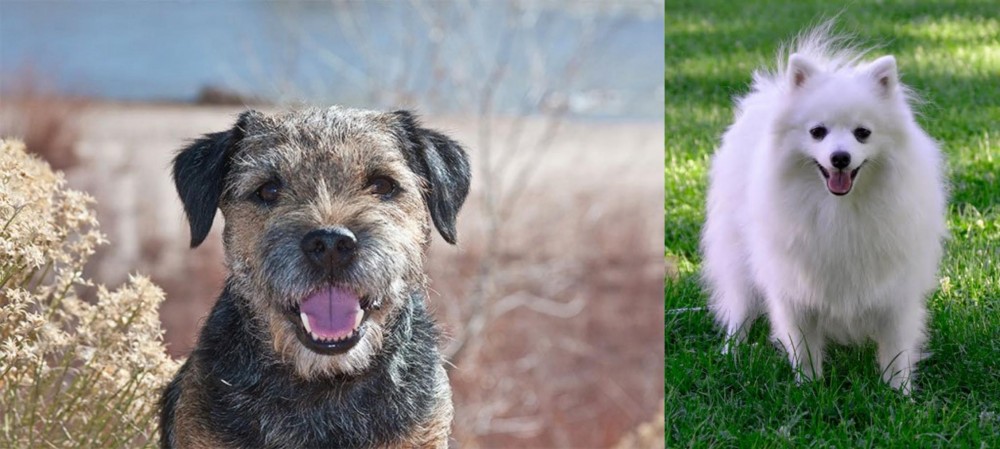 Volpino Italiano vs Border Terrier - Breed Comparison