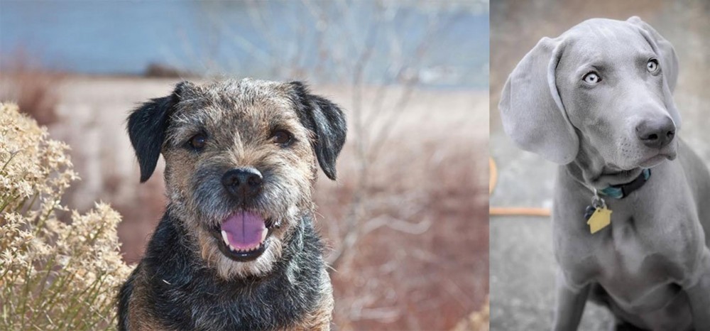 Weimaraner vs Border Terrier - Breed Comparison