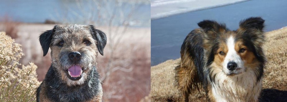 Welsh Sheepdog vs Border Terrier - Breed Comparison