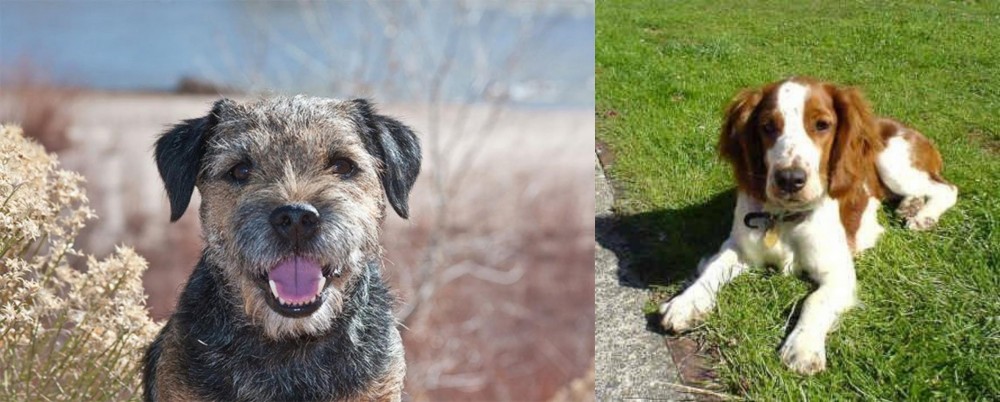 Welsh Springer Spaniel vs Border Terrier - Breed Comparison